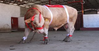 Bir Ton 170 Kilogramlık Kral Görücüye Çıktı