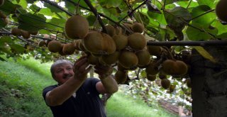 Kiviler Dalında Satıldı