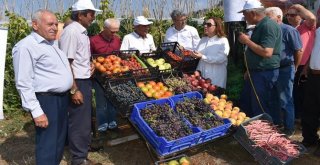 Mersinde Domates Tarla Günü Etkinliği