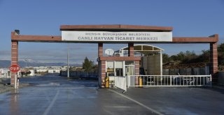 Mersin Büyükşehir Belediyesinden Veteriner Hekim Kontrolünde Kurban Kesimi