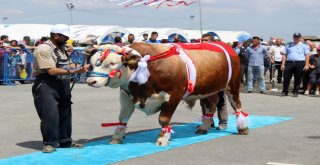 Birbirinden Güzel Kurbanlıklar Podyumda Boy Gösterdi