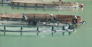 Giresunda Baraj Göllerinde Balık Üretimi Yaygınlaşıyor