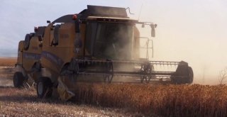 33 Bin Dönümlük Alanda Aspir Hasadına Başlandı