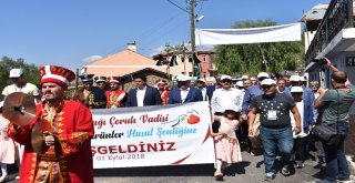 Hasat Şenliği Coşkusu Artarak Devam Etmeli