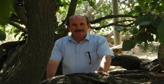 Polatlıda Tarihe Tanıklık Eden Ağaçlara Koruma