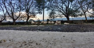 Ardahanda Dolu Etkili Oldu