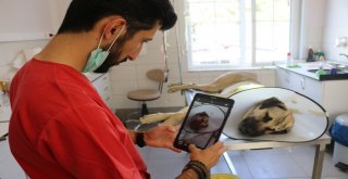 Eyüpsultanda Sokak Hayvanlarına Mikroçip