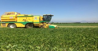 Yenişeirde Fasulye Hasadı Başladı