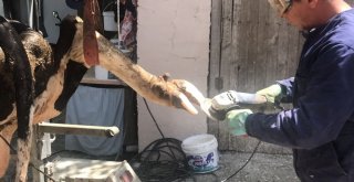 Kurban Bayramı Öncesi Büyükbaş Hayvanlara Bakım