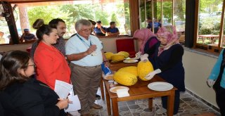 Kırkağaçın En Güzel Kavunu Seçildi