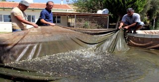 Baraj Ve Göletlere 2 Milyon 750 Bin Yavru Balık Bırakıldı