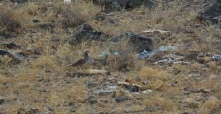 Ağrı Dağı Milli Parkına Kene Avcısı Bırakıldı