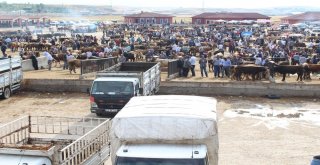 25 Bin Liralık Simental Dana Alana Biri Hediye