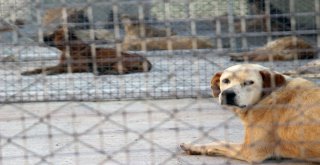 Geçici Hayvan Bakımevi Hizmete Açıldı