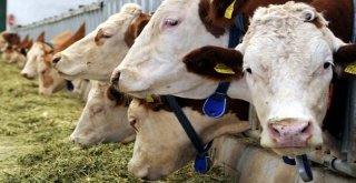 Muğlanın ‘Hayvansal Üretim İstatistikleri Açıklandı