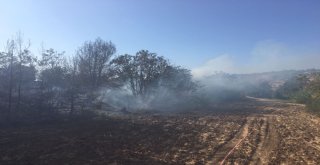 Hatayda Orman Yangını