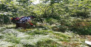 Üreticilerin, Fındık Hasadı Öncesi Yabani Ot Ve Dip Temizliği