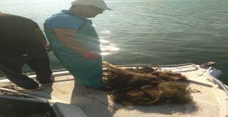 Kaçak Olarak Serilen 800 Metre Balık Ağı Ele Geçirildi