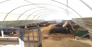 “Emekli İkramiyelerinden Sonra Satışlar Daha Da Artacak”