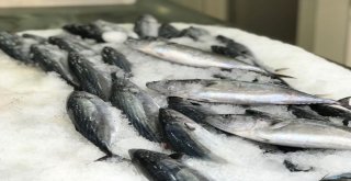 Sinopta Palamut Bolluğu