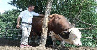 (Özel) 1.5 Tonluk Babayiğit, 41 Bin Tlye Alıcısını Bekliyor