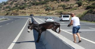 Yolunu Şaşıran Eşeğin İmdadına Yardımsever Genç Yetişti