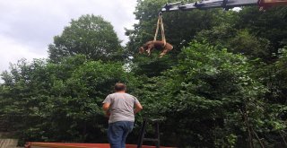 Kurbanlık Dana Vinç Yardımıyla Kurtarıldı