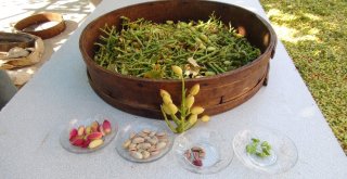 Silifkede Çilek Üreticileri Antep Fıstığına Yöneldi