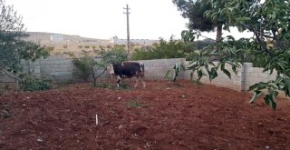 Kaçan Kurbanlıklar 1 Kişiyi Yaraladı