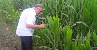 Malkara İlçe Tarım, Mısır Tarlalarında İncelemelerini Sürdürüyor
