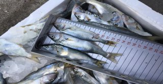 Orduda Küçük Boy Balıklara Sıkı Denetim