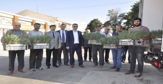 Eskişehir Lavanta Kokacak