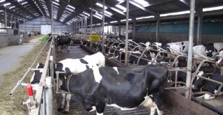 Şarbon İle Mücadelede Güçlü Bir Çalışma Yapılmalı