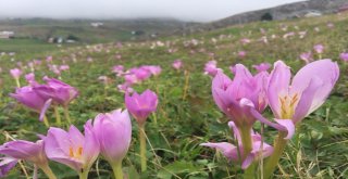 Yaylalardan Dönüşün Habercisi Vargit Çiçekleri Kendini Göstermeye Başladı
