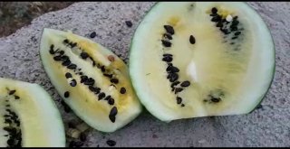 Bu Toprak Kırmızı Karpuzu Sarıya Döndürüyor