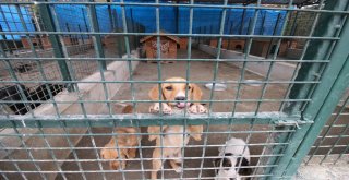 Sokak Köpekleri Sahipsiz Değil
