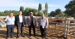Ktb Başkanı Bağlamış, Yerli Kurban Alarak Üreticilere Destek Verin