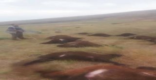 Yıldırım Düştü Hayvanlar Telef Oldu