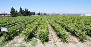 Manisada Üzüm Hasadı Başladı