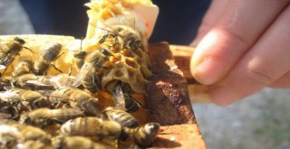 443 Ana Arı Üreticilere Verildi