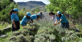 Öğrenciler Lavanta Kesti, Barınak Temizledi