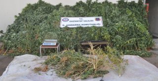 Orman Gibi Hint Keneviri Tarlası Jandarmayı Da Şaşırttı