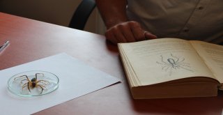 Sarı Kız Zararlı Değil Yararlı