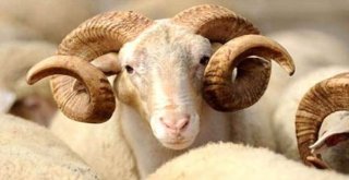 Antalya, 185 Bin Küçük,  11 Bin Büyükbaş Kurban Kesecek