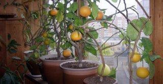 Ruslara Ait Olduğu Bilinen Pavlovo Limonunun Anavatanı Türkiye Çıktı