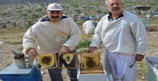 Aksekinin Meşhur Çimi Yaylası Balı İklim Kurbanı Oldu