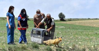 BÜYÜKŞEHİR BELEDİYESİ YABAN HAYATINI KORUYOR