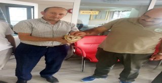 Ender Görülen Peçeli Baykuş Yaralı Halde Bulundu