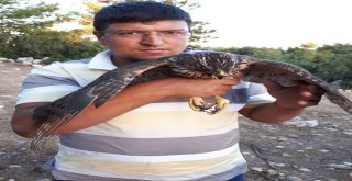 Öldürülmekten Kurtardığı Doğanı Doğaya Saldı