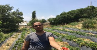 Genç Çiftçi Tut İlçesinde Doğal Çilek Yetiştirmeye Başladı